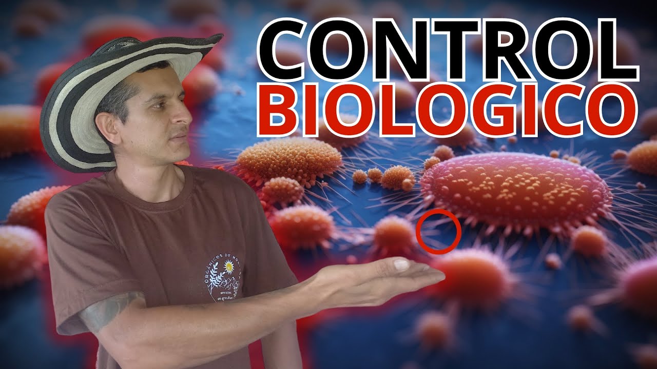 🔴 Descubre El BACILLUS SUBTILIS En La AGRICULTURA ORGANICA Sus BENEFICIOS Y Su REPRODUCCIÓN (2023)