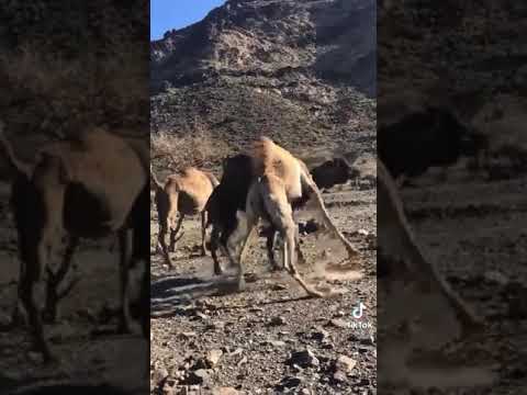 لاحول دق خشمه