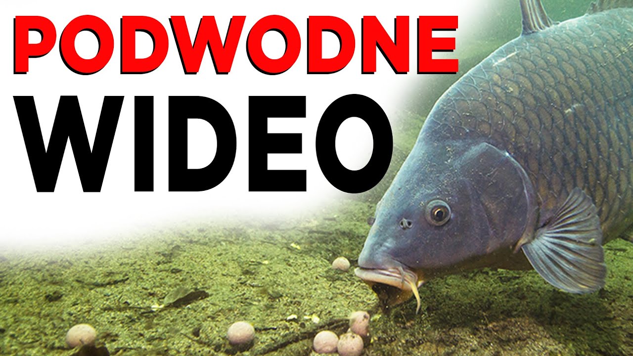 Nie uwierzysz, dopóki nie zobaczysz! Dlaczego karp nie bierze? UJĘCIA PODWODNE!