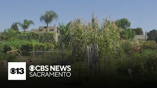Modesto duo turns open land into family-friendly garden that grows more than just produce