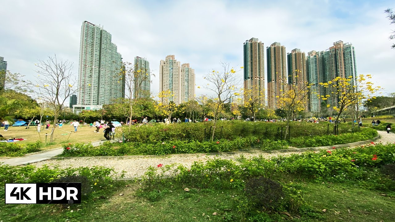4k-hong-kong-name-cheong-park-spring-limited-golden-tree