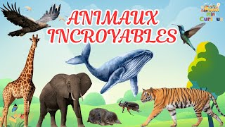Les Animaux Record Du Monde Découvre Les Champions De La Nature
