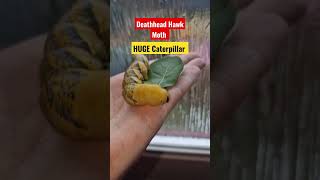 HUGE yellow caterpillar! The deathhead hawk moth #moth #hugecaterpillar #deathheadhawk #caterpillar