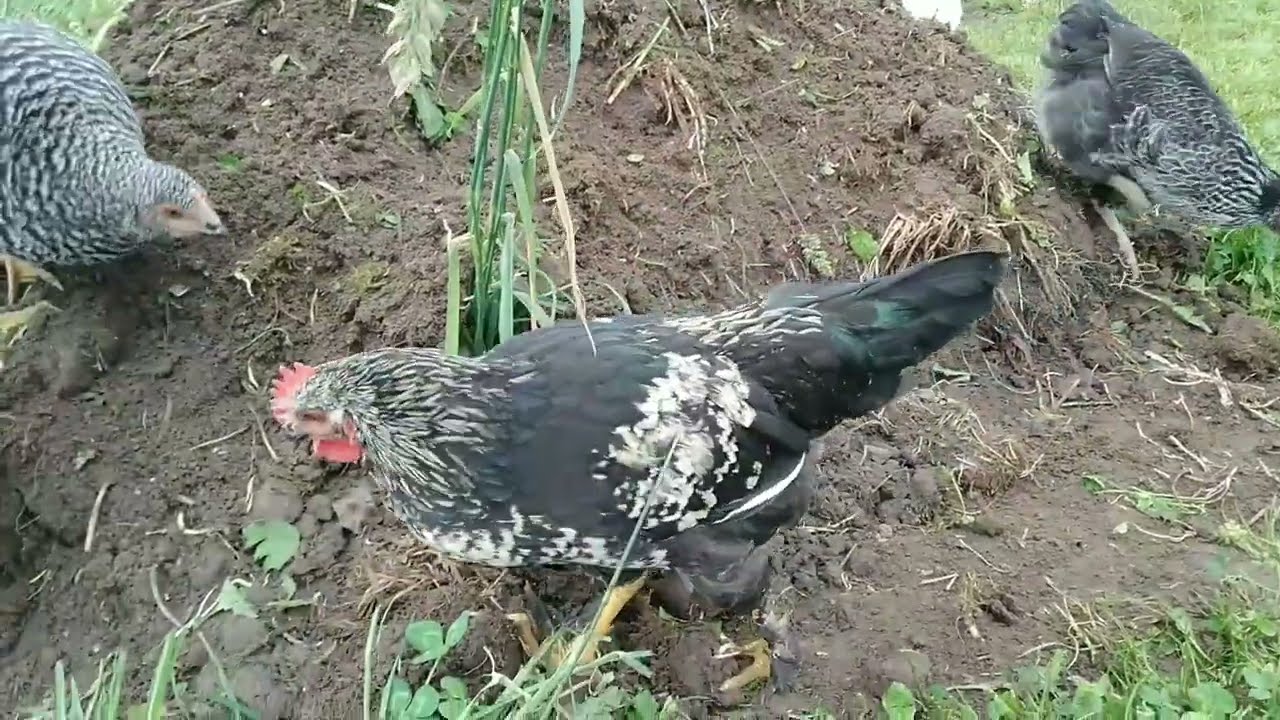 KURY 🐔🐓 - W POSZUKIWANIU ROBAKÓW 🪱 - białko zwierzęce ważny element w diecie naszych kurek