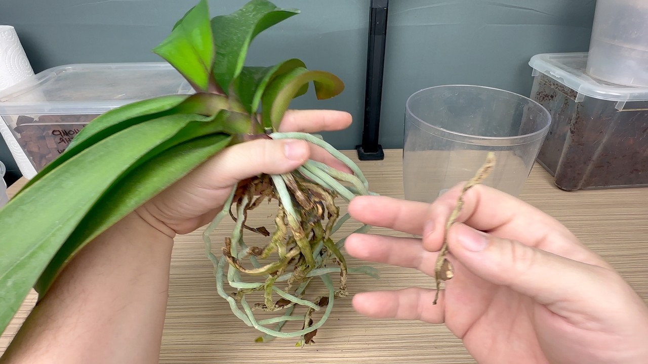 лучшая пересадка орхидеи для НОВИЧКОВ чем проще тем надежнее для орхидей