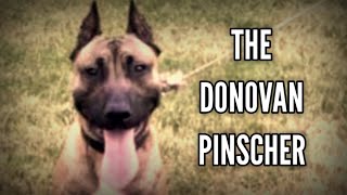 EXCLUSIVE INTERVIEW  ZAC RENÉ  A DONOVAN PINSCHER ENTHUSIAST