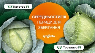 Капуста Тореадор, Кататор. Середньостиглі гібриди для зберігання