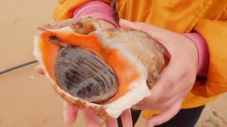 Xiaozhang catches the sea clams too much and pulls them by hand.Is the "Big Mac" Conch King expected