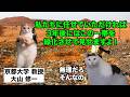 【サハラ砂漠 緑地化】なぜ砂漠にゴミとフンを捨てるのか？京大教授による砂漠緑化プロジェクト #猫マニ #猫ミーム