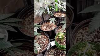 VEG TENT UPDATE !!!!! 3x3 vivosun    ,SF 1000,  clones