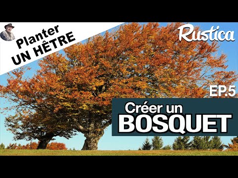 Créer un bosquet