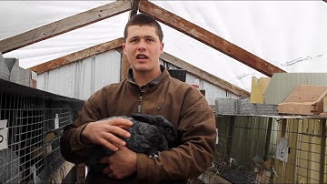 The Basics of Raising Meat Rabbits (Complete Overview)