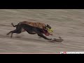 close competition of greyhound coursing race