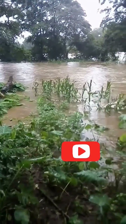 මහ වැස්සක් කරපු විනාශයක්😔 mahawaliganga | srilanka 🇱🇰 |@Sobasrilanka95686 |#shorts #shortsvideo