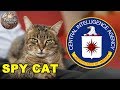 The CIA Once Trained a Cat to Be a Spy