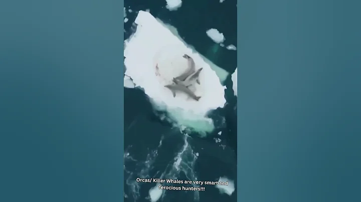 Killer Whales/Orcas are smarter than you think!!!