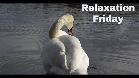 Swan preening slow - motion: Nature, Relax, Beautiful