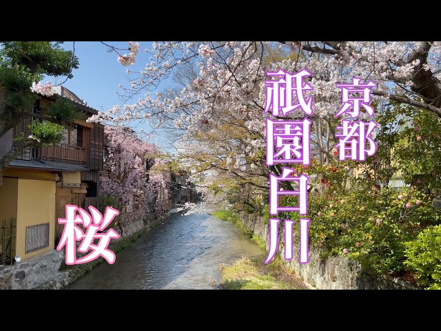 2023年3月30日 京都祇園白川の桜🌸が満開 【4K】Walk in Gion
