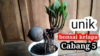 BONSAI KELAPA CABANG 5