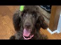 Velocity a day in the life standard poodle training