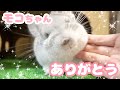 チンチラのモコスペシャル　かわいい思い出と感謝の気持ち