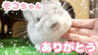 チンチラのモコスペシャル　かわいい思い出と感謝の気持ち