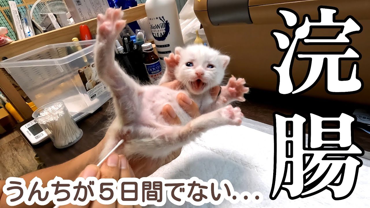 【捨てられた子猫達】浣腸・目薬・内服薬ミルクの時間はとっても大変