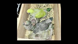 Budgerigar - from egg to adult, timelap!