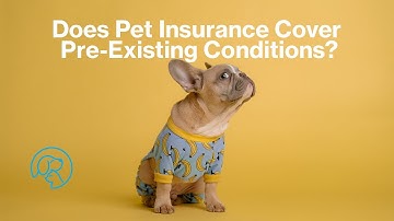 Does Pet Insurance Cover Pre-Existing Conditions? | FURSURE