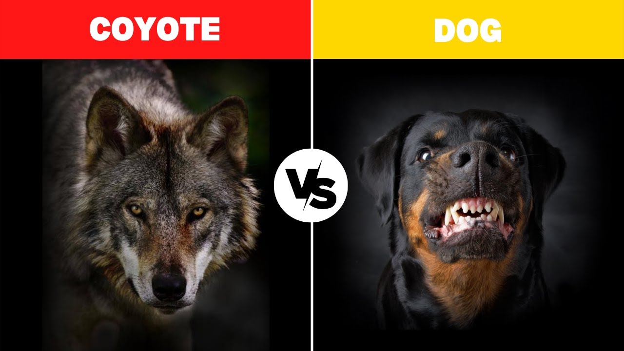 Coyote Vs Dog Fight Who Will Win? Coyote Vs Dog Differences YouTube