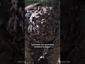 Отак ставляться «сюрпризи» #shorts #міни #сапер #сапери #прикордоння #навчання