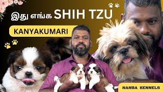 Shih Tzu Kanyakumari Dog breeding Puppies | Nanba Kennels | Tamil by Nanba Kennels 2,979 views 9 months ago 7 minutes, 59 seconds