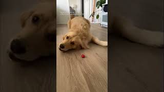 Dog has hilarious reaction to tiny tomato #shorts