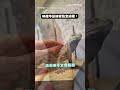 【超萌！】與鬣蜥變熟全紀錄 從防備躲開到「主動貼貼」｜鬣蜥｜紀錄