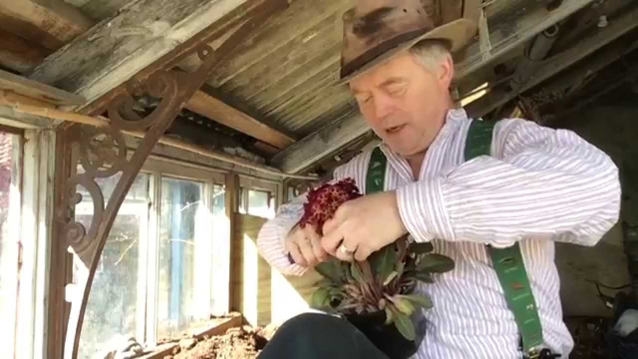 Propagating Primulas by Spring Division