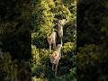 Many Cheetahs Running In Jungle 64k Drone View جنگل میں چیتے Lion Animals Climbinglions شیر Many Cheetahs Running In Jungle 64k Drone View جنگل میں چیتے Lion Animals Climbinglions شیر