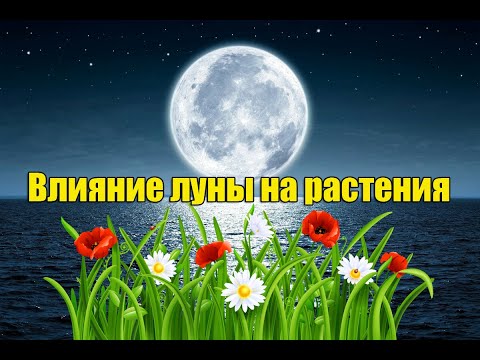 Видео: Урожайная Луна и садоводство: влияет ли Урожайная Луна на растения