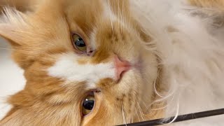 ぽんちゃん ぽんちゃん - YouTube