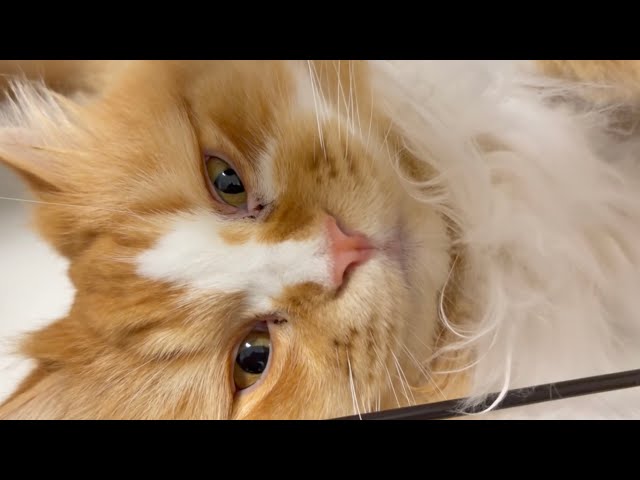 ぽんちゃん ぽんちゃん - YouTube