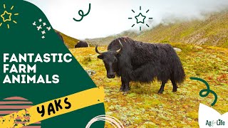 Yaks | Fantastic Farm Animals