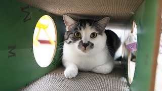 Is tunnel cat scratch board the most difficult toy for cats to refuse?🐱🤣| SD猫の夢島💗 by SD猫の夢島 712 views 3 months ago 8 minutes, 23 seconds