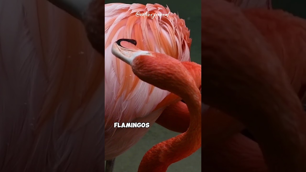 The Large Wading Bird With Reddish-Pink Plumage 🦩 |  Nature Journal   