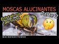 Eristalinus taeniops - moscas alucinantes (parte 2)
