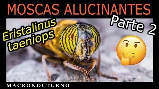 Eristalinus taeniops - moscas alucinantes (parte 2)