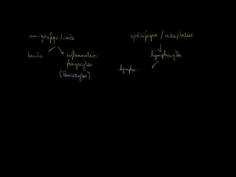 Vidéo: Exigences Pour Les Voies Immunitaires Innées Dans L'auto-immunité Induite Par L'environnement