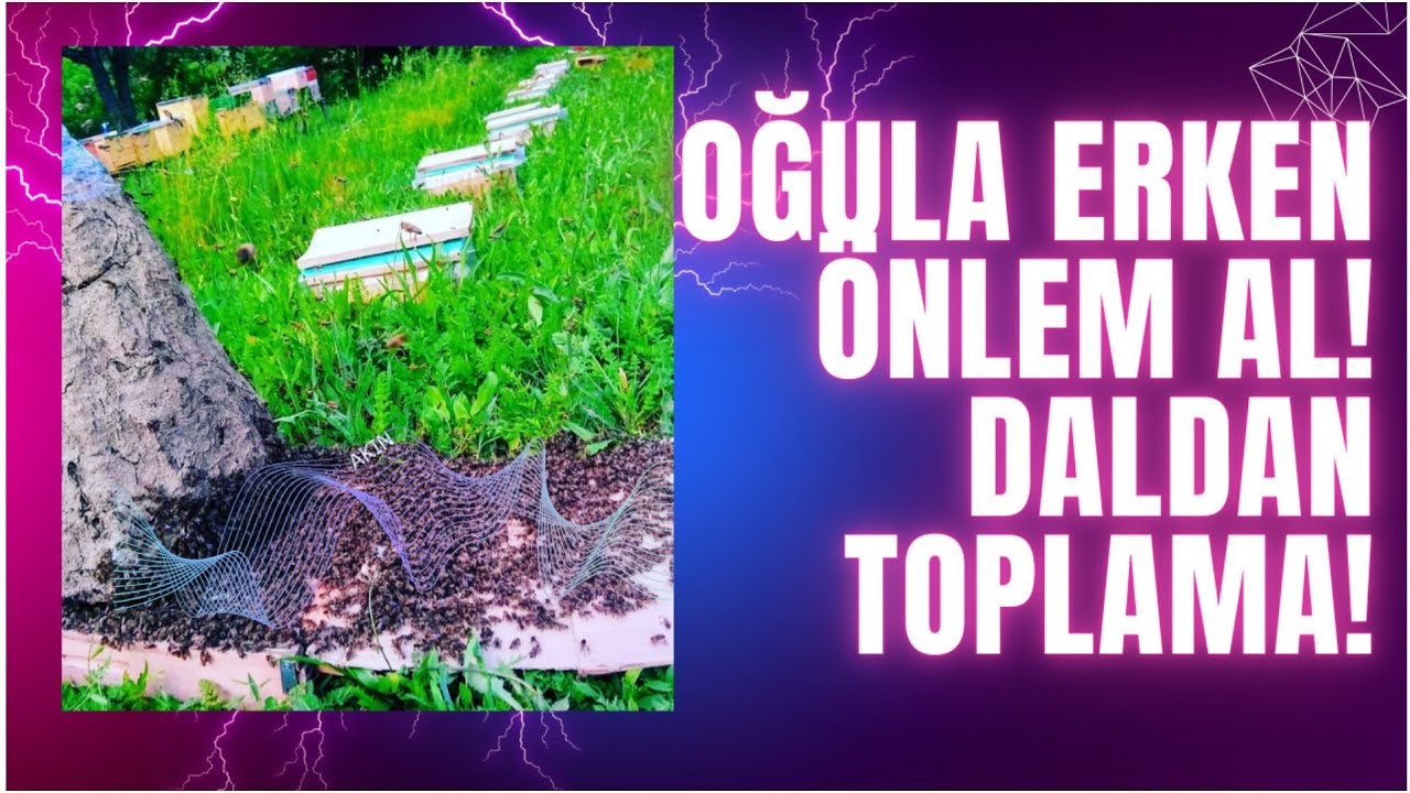 OĞULA ERKEN ÖNLEM AL DALDAN ARI TOPLAMA! İLK BAHAR DA ARI BAKIMI