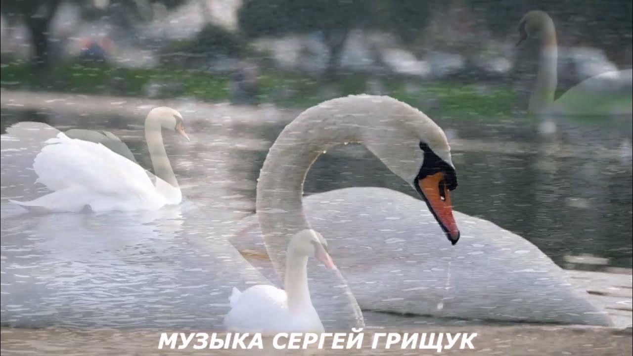 Пезарский лебедь в музыке