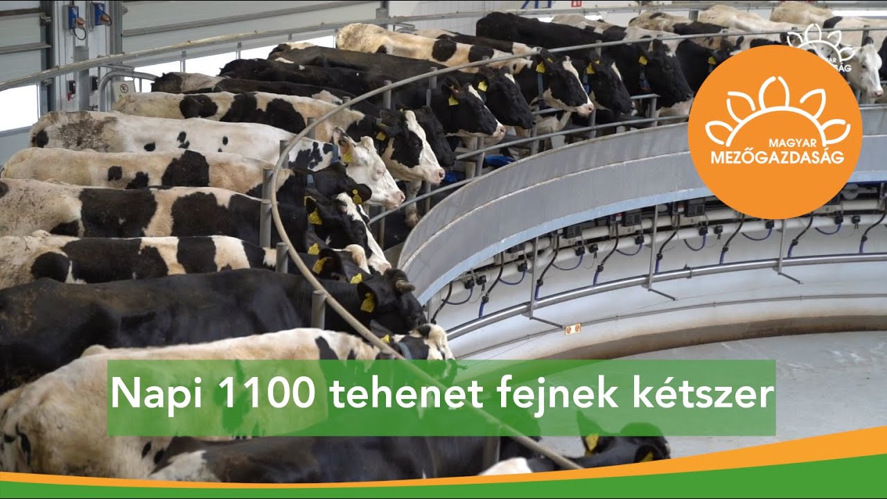 Körforgós fejőberendezés - nagy állományok fejése | MMG