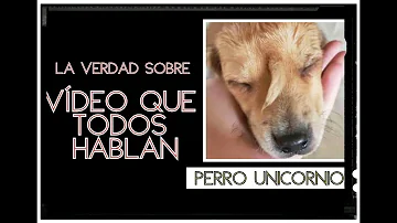 ¿Qué son los perros unicornio?