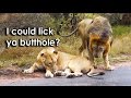 Ozzy Man Reviews: Lioness Mind Games